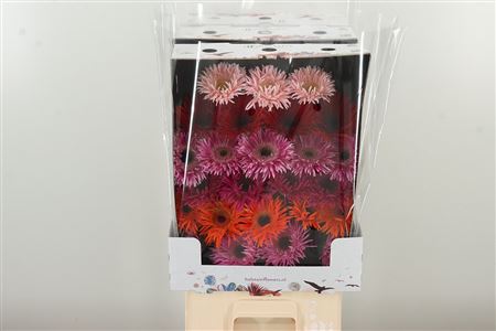 Gerbera Spider Mix