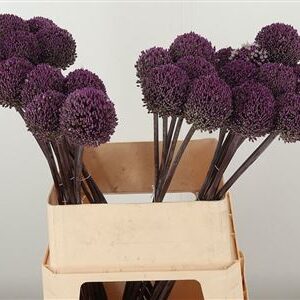 Allium Summer Drummer – čerstvý rezaný kvet, dĺžka: 90 cm, pôvod: ES