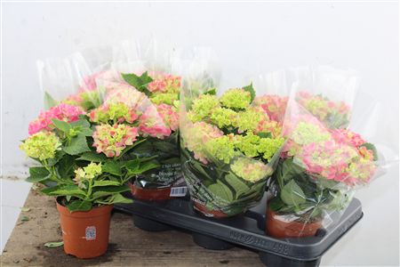 Pl Hydrangea Pink 3+