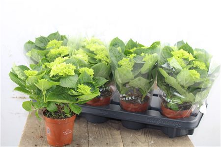 Pl Hydrangea White 3+