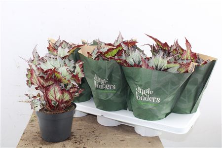 Pl Begonia Jungle Wonders Nordic Glaci