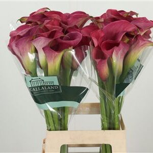 Zant Capt Romance – čerstvý rezaný kvet, dĺžka: 70 cm, pôvod: NL