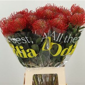 Leucadendron Ayoba Pink rezaný kvet