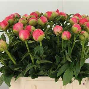 Paeonia Coral Sunset – čerstvý rezaný kvet, dĺžka: 60 cm, pôvod: NL