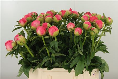 Paeonia Coral Sunset – čerstvý rezaný kvet, dĺžka: 60 cm, pôvod: NL