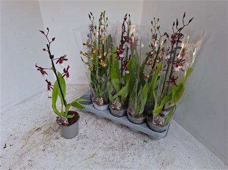Pl Cambria Mix 1 Stem