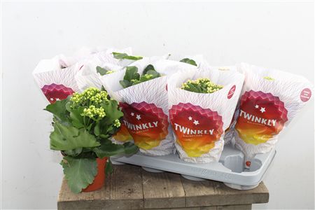Pl Kalan Double Mix Twinkly