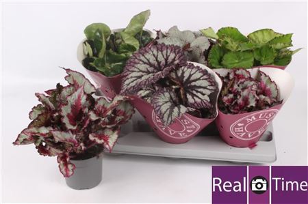Pl Begonia Rex Mix