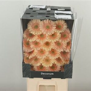 Gerbera Ge Mi @ Moet 45 cm