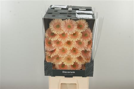 Gerbera Ge Mi @ Moet 45 cm