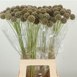Scabiosa Stellata Seed – čerstvý rezaný kvet, dĺžka: 70 cm, pôvod: KE