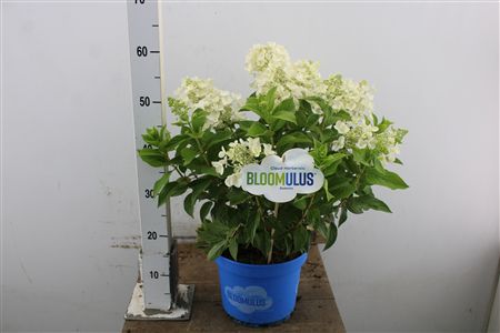 Pl Hydrangea Pan. Cumulus