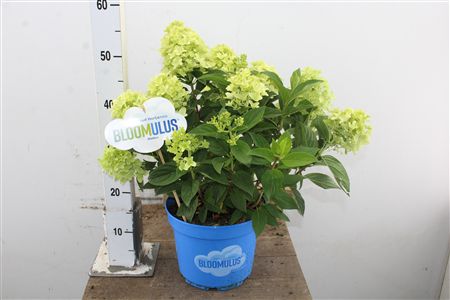 Pl Hydrangea Pan. Nimbus
