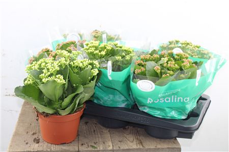 Pl Kalanchoe Double Mix
