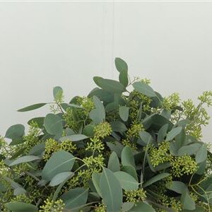 Dec Popules Bes – čerstvý rezaný kvet, dĺžka: 50 cm, pôvod: IT