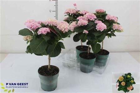 Pl Hydrangea Magical Revolution Pink Stems