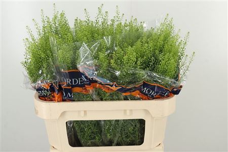 Thlaspi Green Bell 70 cm