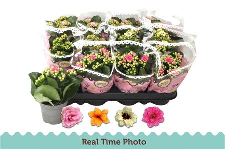 Pl Kalanchoe Double Mix Bicolor