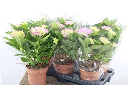 Pl Hydrangea Blue 5+