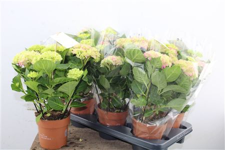 Pl Hydrangea Pink 5+