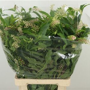 Phytolacca Americana – čerstvý rezaný kvet, dĺžka: 60 cm, pôvod: IT