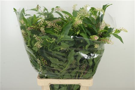Dec Phytolacca Americana – čerstvý rezaný kvet, dĺžka: 60 cm, pôvod: IT