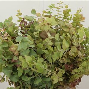 Dec Cynerea Autumn Natural – čerstvý rezaný kvet, dĺžka: 45 cm, pôvod: IT
