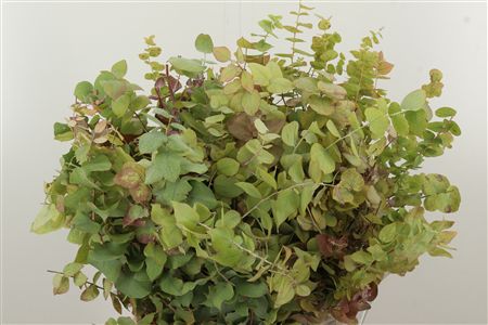 Dec Cynerea Autumn Natural – čerstvý rezaný kvet, dĺžka: 45 cm, pôvod: IT
