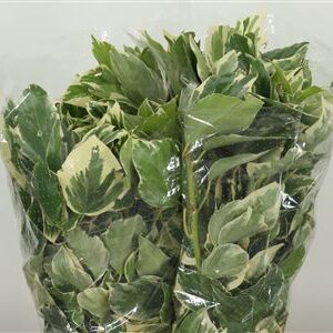 Bršlen popínavý Hedera Rank Variegated s pestrými listami