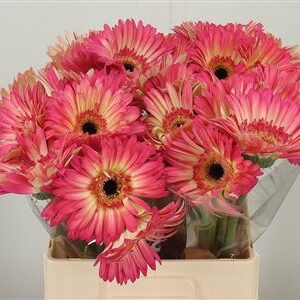 Gerbera Hippie Chic 50 cm