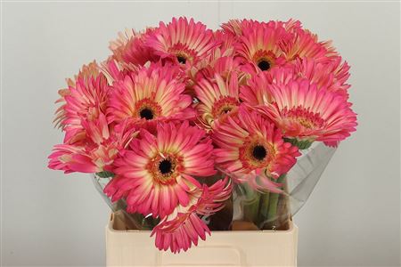 Gerbera Hippie Chic 50 cm