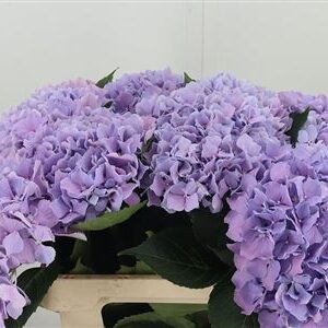 Hortenzia M Royal Benefit
