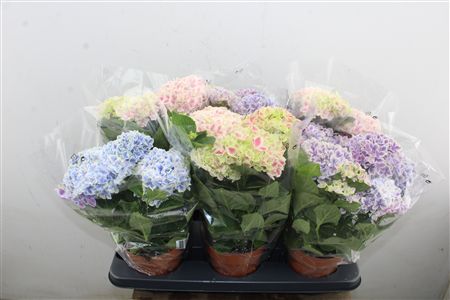 Pl Hydrangea Bicolor Mix 5+
