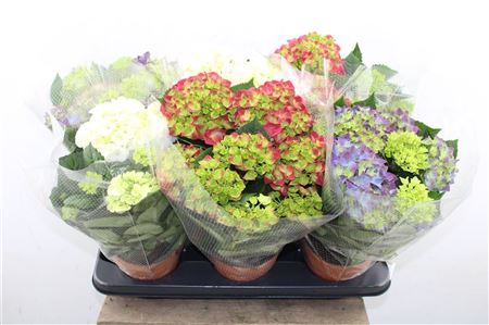 Pl Hydrangea Mix 4+