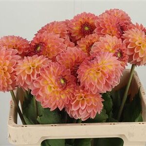 Dahlia Santa Lucia – čerstvý rezaný kvet, dĺžka: 50 cm, pôvod: NL