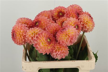 Dahlia Santa Lucia – čerstvý rezaný kvet, dĺžka: 50 cm, pôvod: NL
