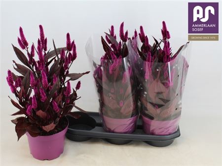 Pl Celosia Mystic Shades
