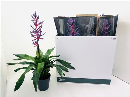Pl Aechmea Blue Rain