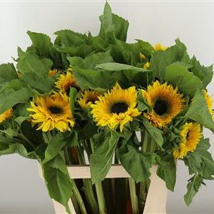 Slnečnica Helianthus Starbus Panache – čerstvý rezaný kvet, dĺžka: 80 cm, pôvod: NL