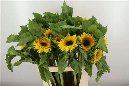 Slnečnica Helianthus Starbus Panache – čerstvý rezaný kvet, dĺžka: 80 cm, pôvod: NL