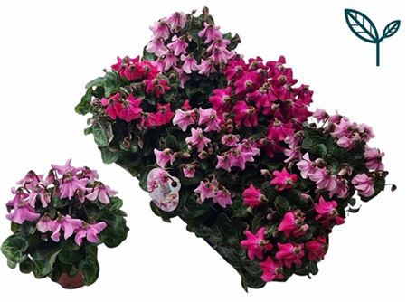 Pl Cyclaam Petticoat Mix