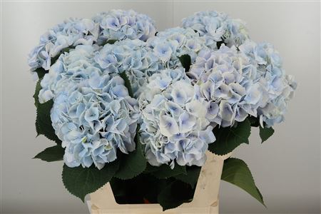 Hortenzia M Roy Grandeur Pink 80 cm