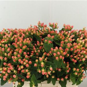 Hypericum Magical Royal Princess 60 cm