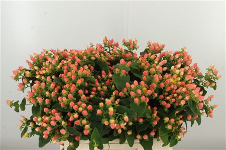 Hyp Magical Royal Princess – čerstvý rezaný kvet, dĺžka: 60 cm, pôvod: NL