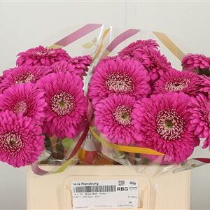 Gerbera pomponette Magic Ball v sýtom magenta odtieni