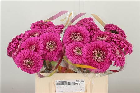 Gerbera pomponette Magic Ball v sýtom magenta odtieni