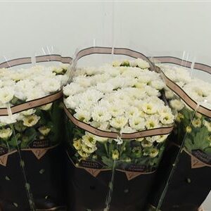 Chr San Rossi White – čerstvý rezaný kvet, dĺžka: 55 cm, pôvod: NL