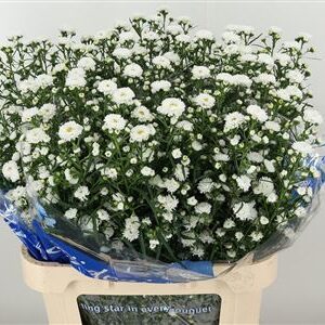 Aster Cassy White – čerstvý rezaný kvet, dĺžka: 80 cm, pôvod: NL