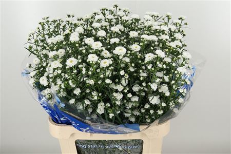 Aster Cassy White – čerstvý rezaný kvet, dĺžka: 80 cm, pôvod: NL