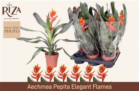 Pl Aechmea Pepita Elegant Flames